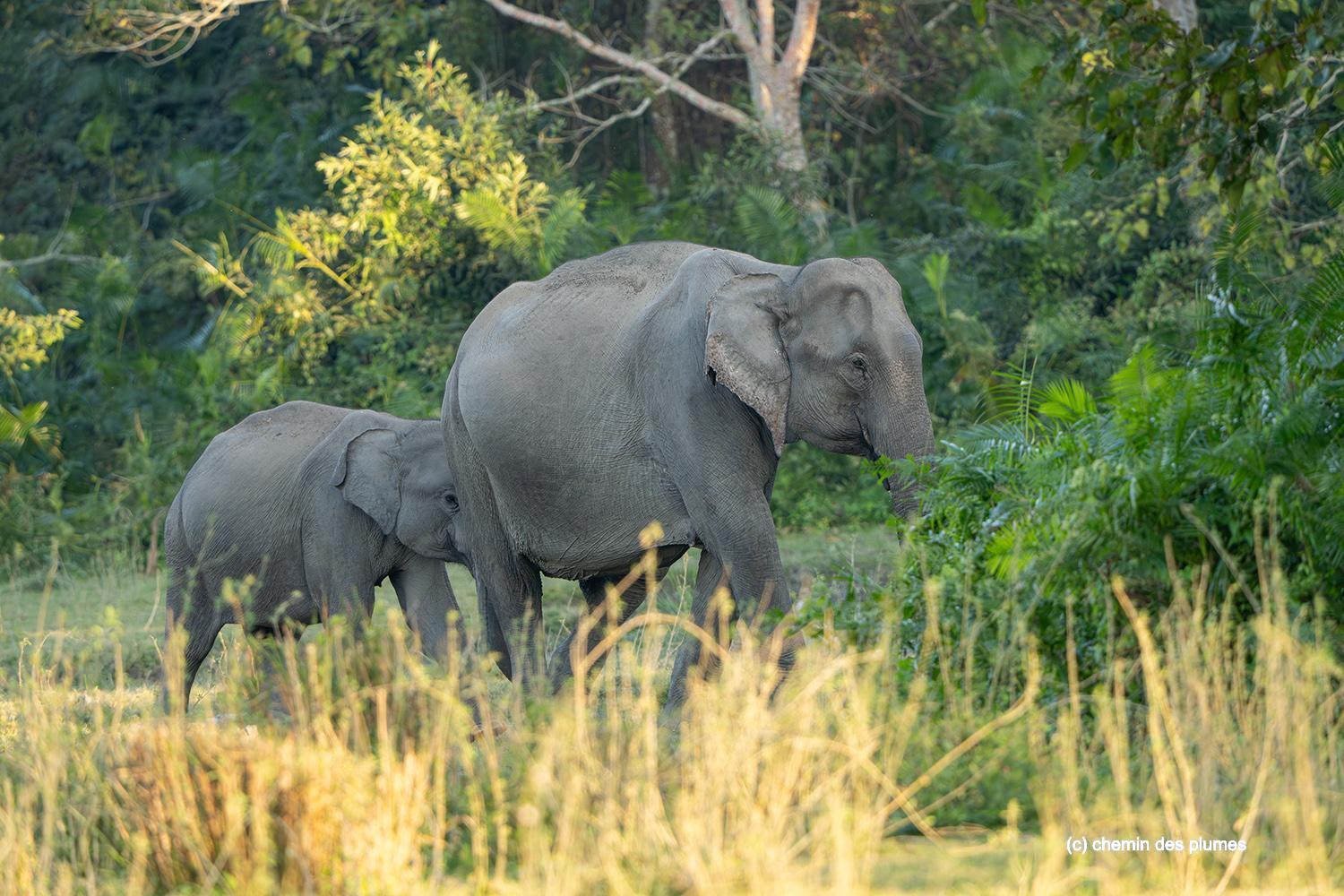 kaziranga gibbons site 2025 0075