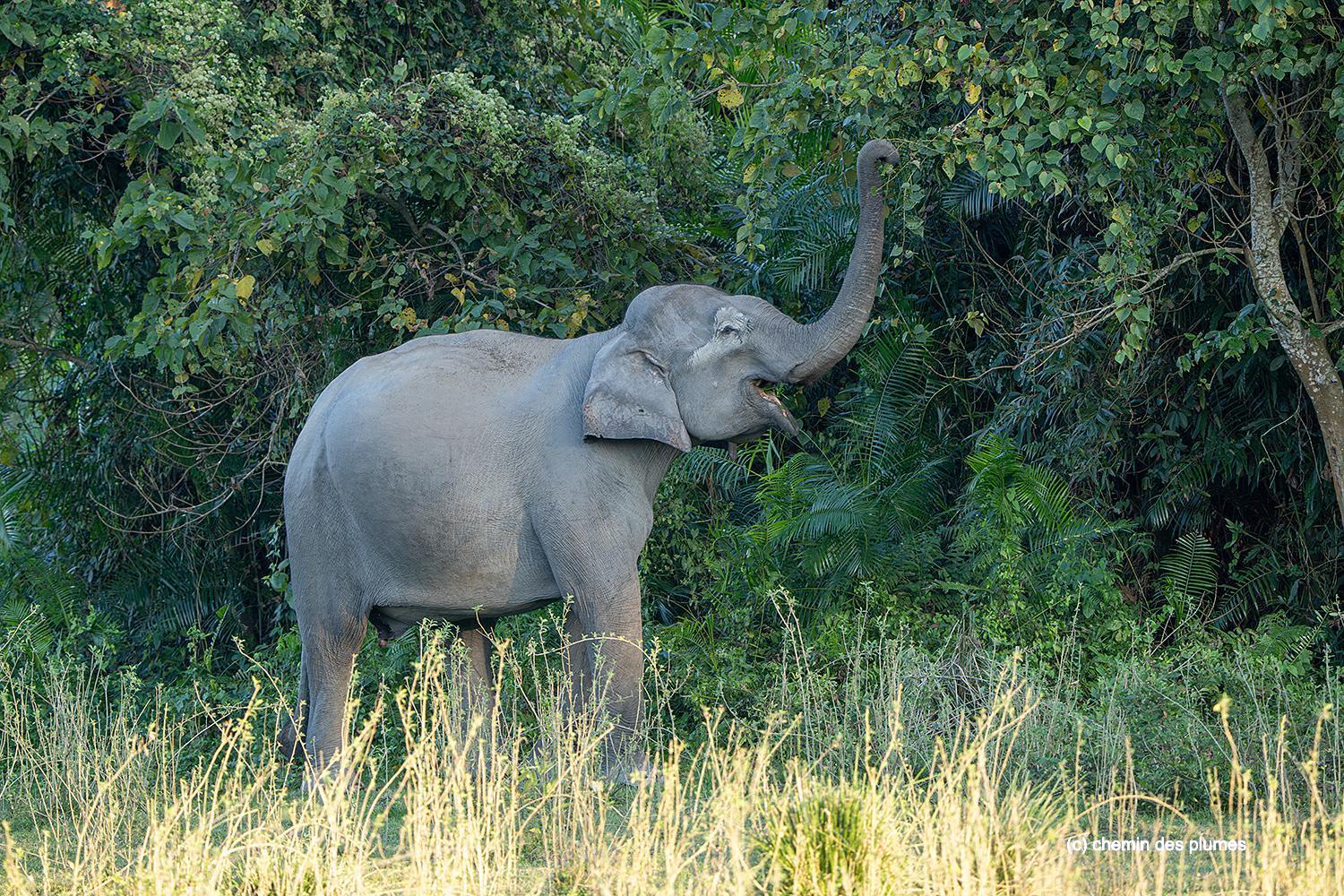kaziranga gibbons site 2025 0076