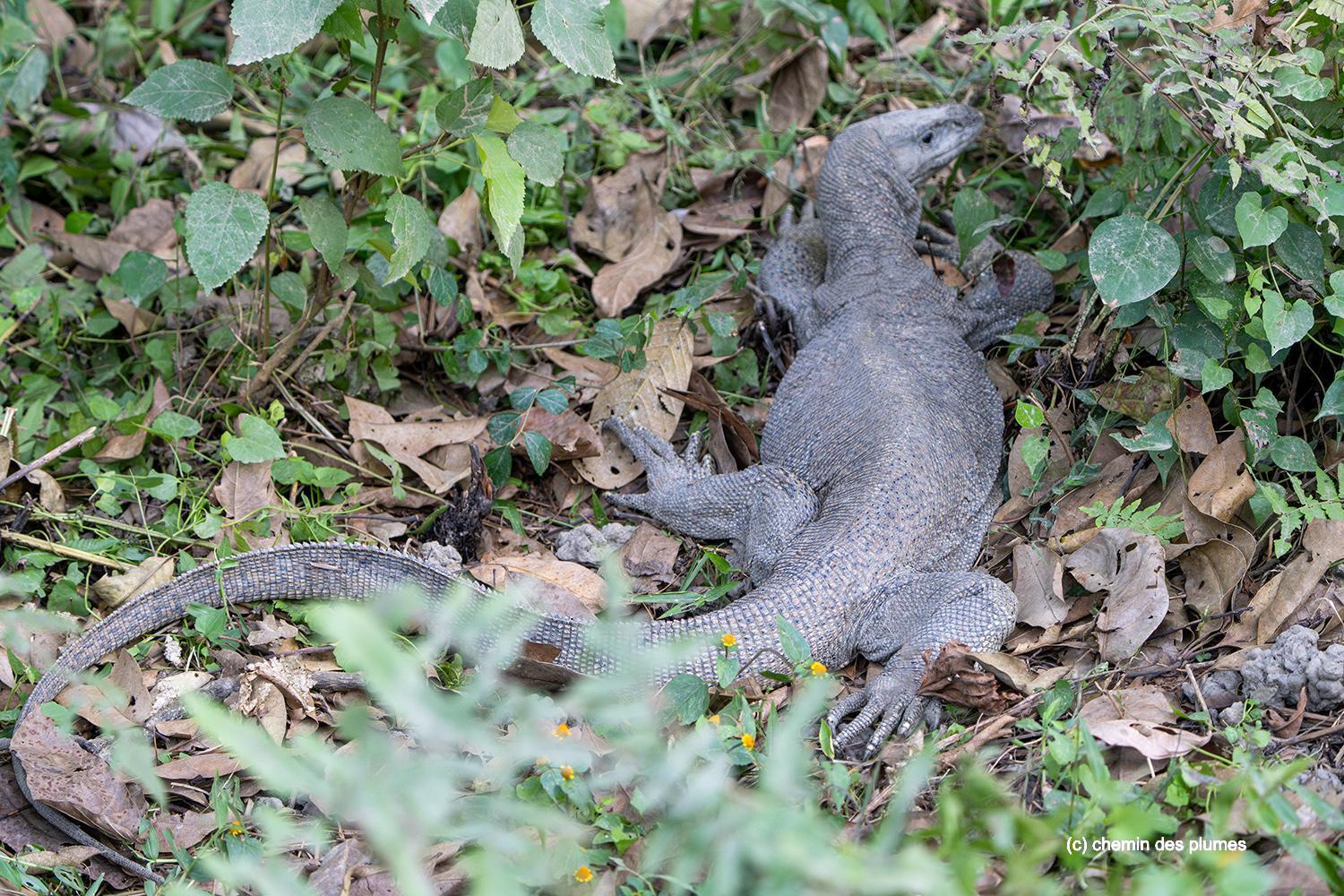 kaziranga gibbons site 2025 0077