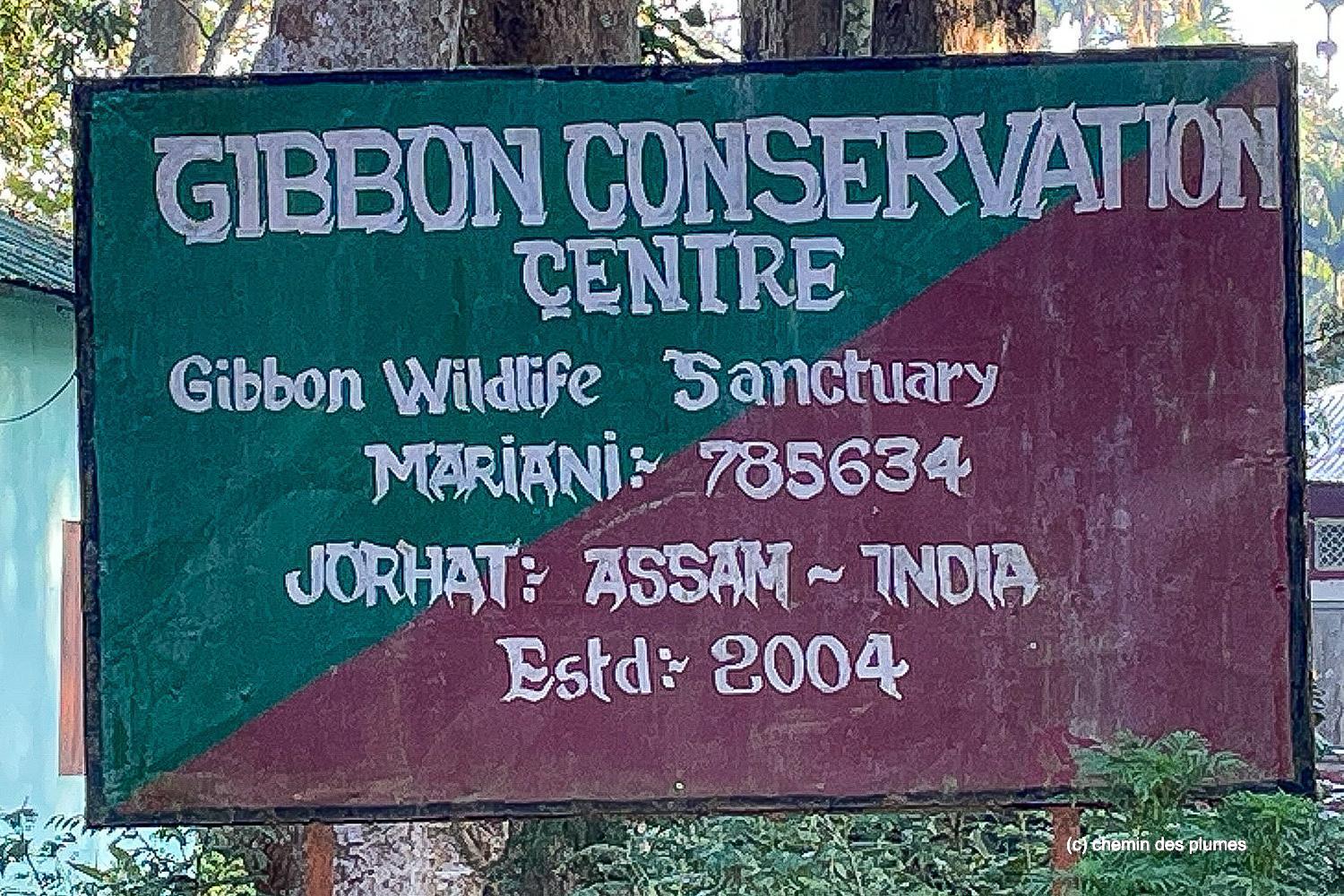 kaziranga gibbons site 2025 0084