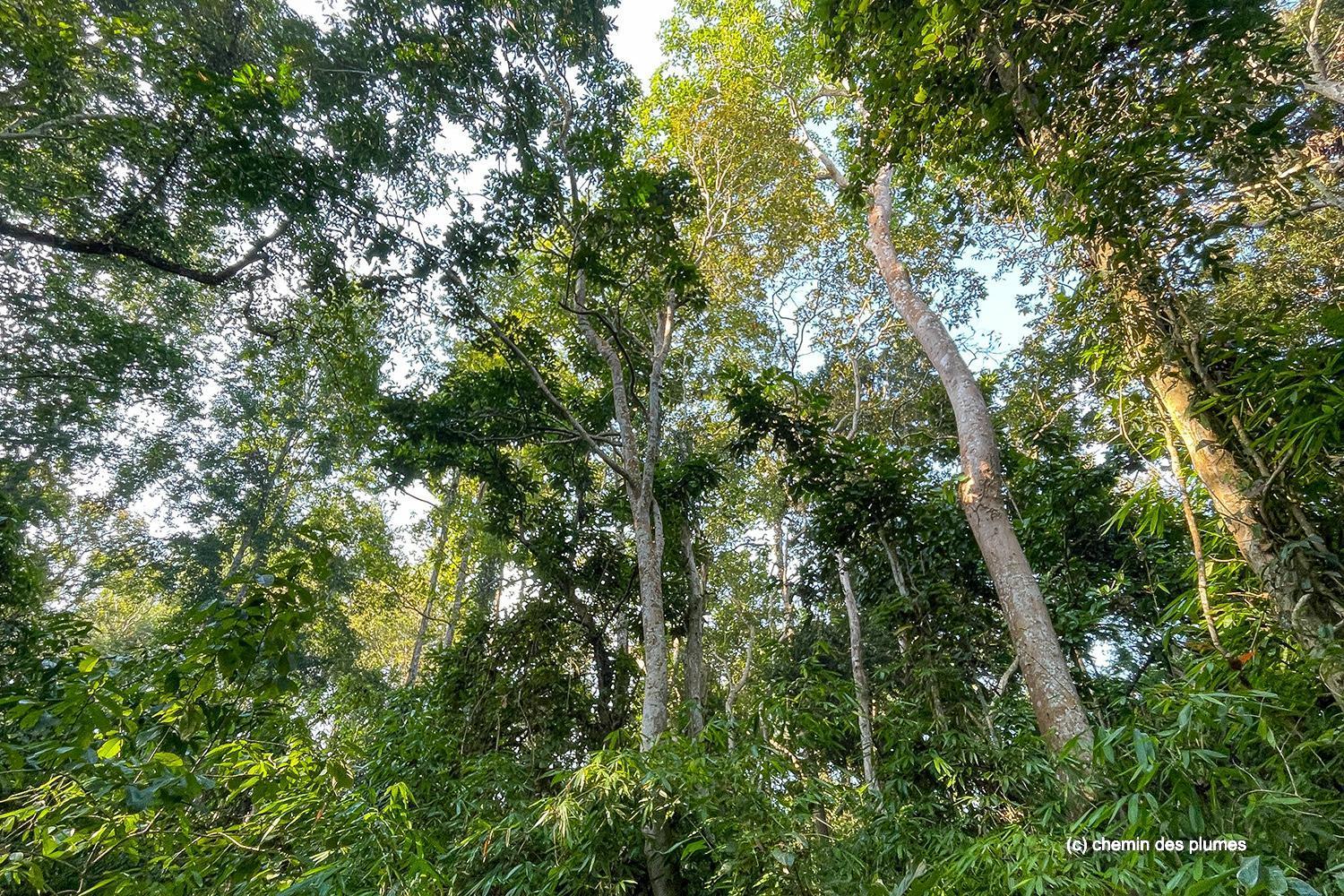 kaziranga gibbons site 2025 0085
