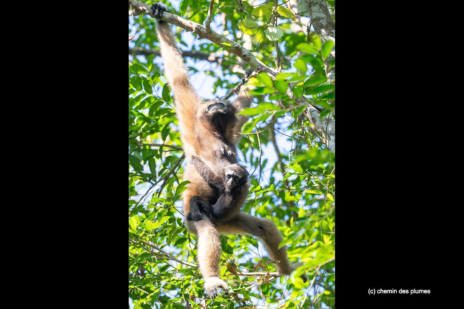 kaziranga gibbons site 2025 0086