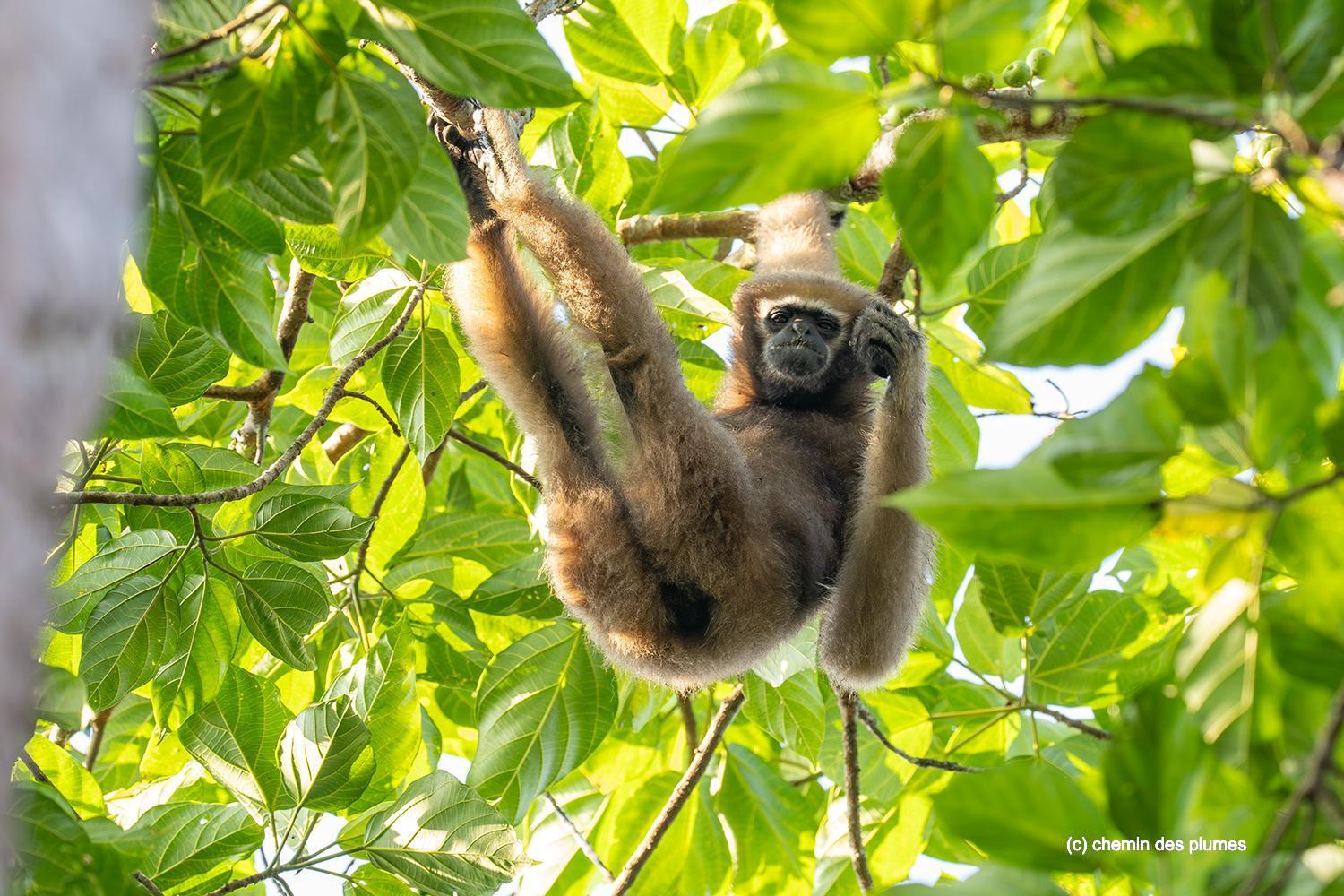 kaziranga gibbons site 2025 0087