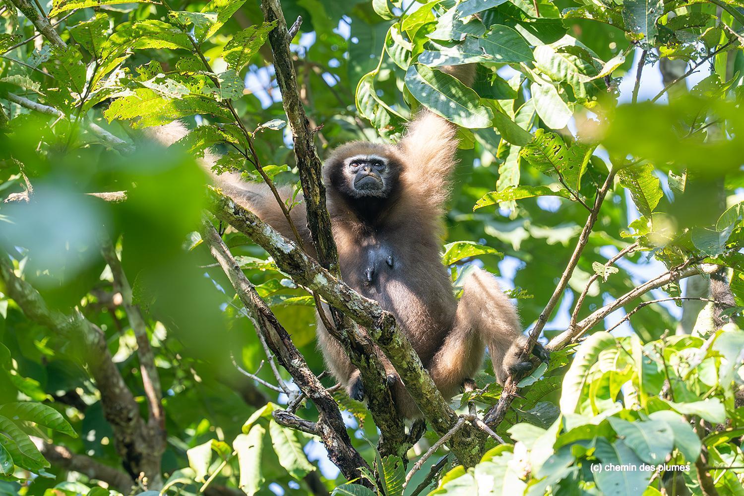 kaziranga gibbons site 2025 0088