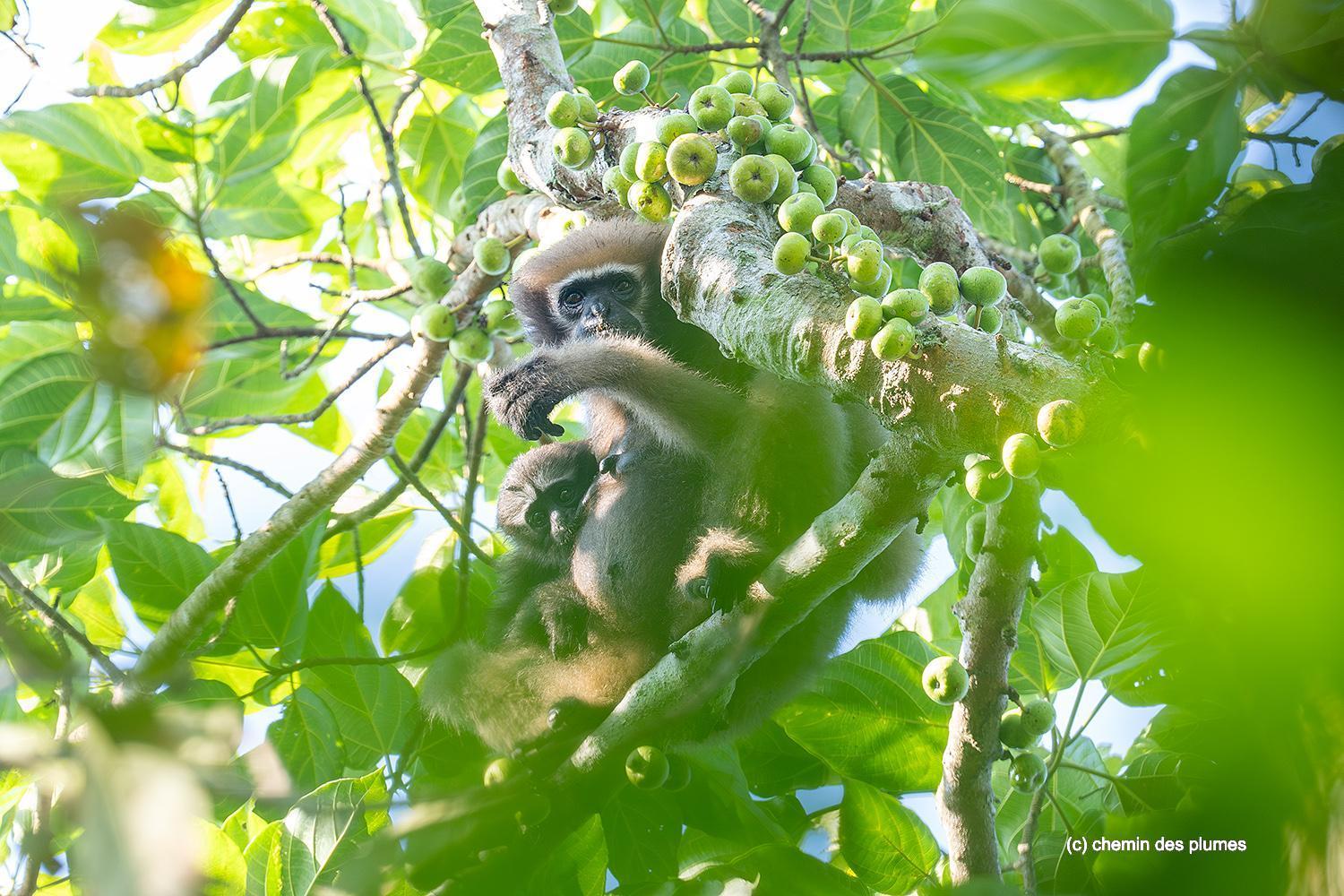 kaziranga gibbons site 2025 0089