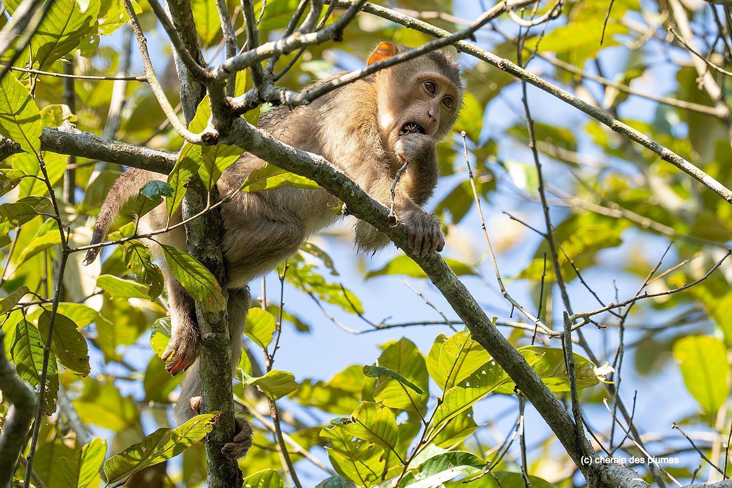 kaziranga gibbons site 2025 0090