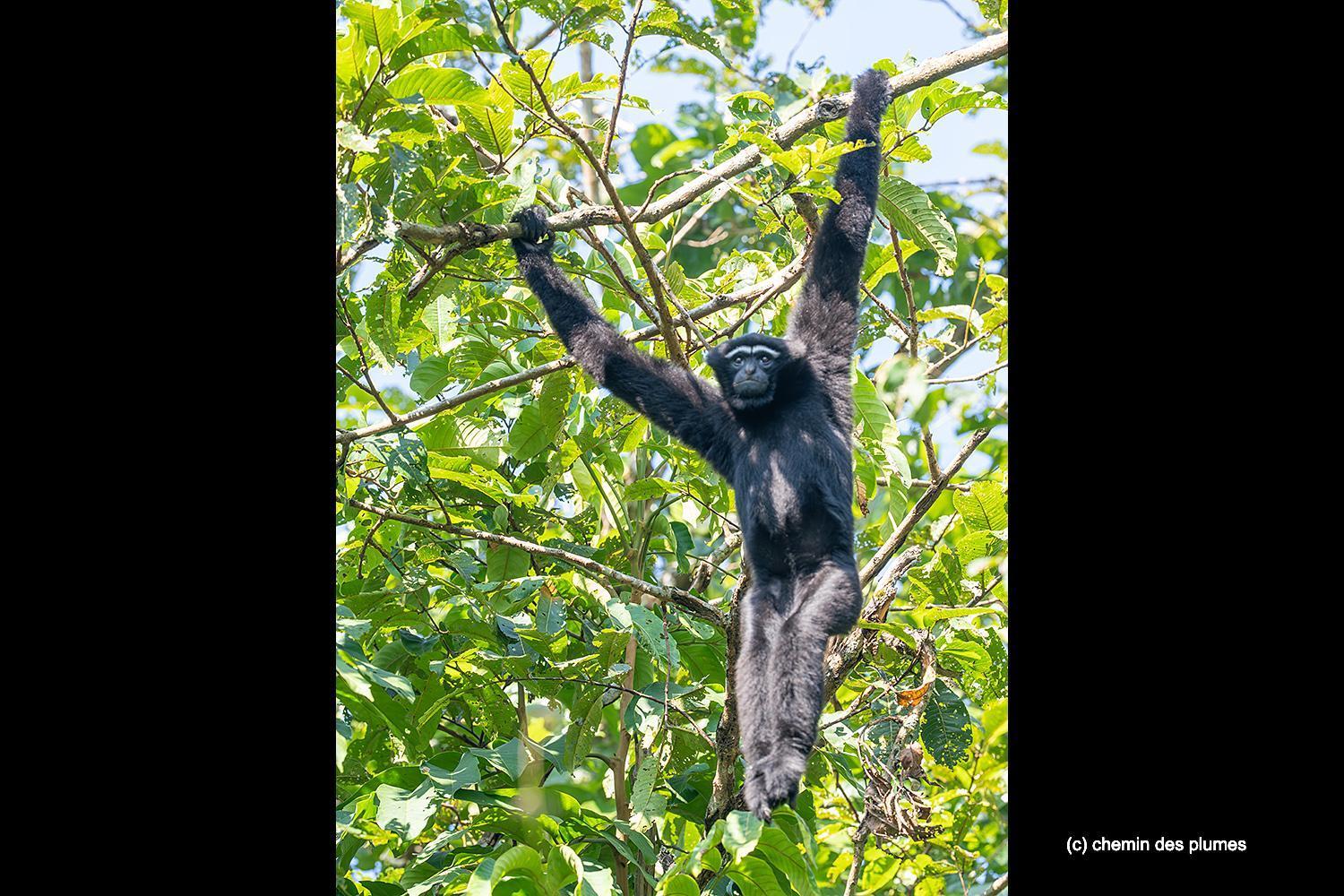 kaziranga gibbons site 2025 0091