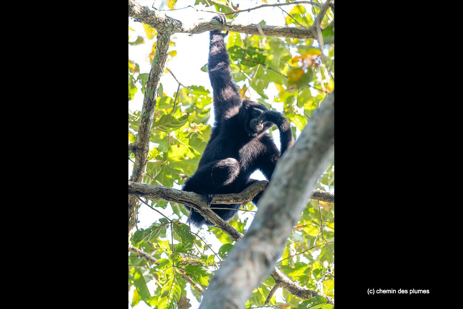 kaziranga gibbons site 2025 0092