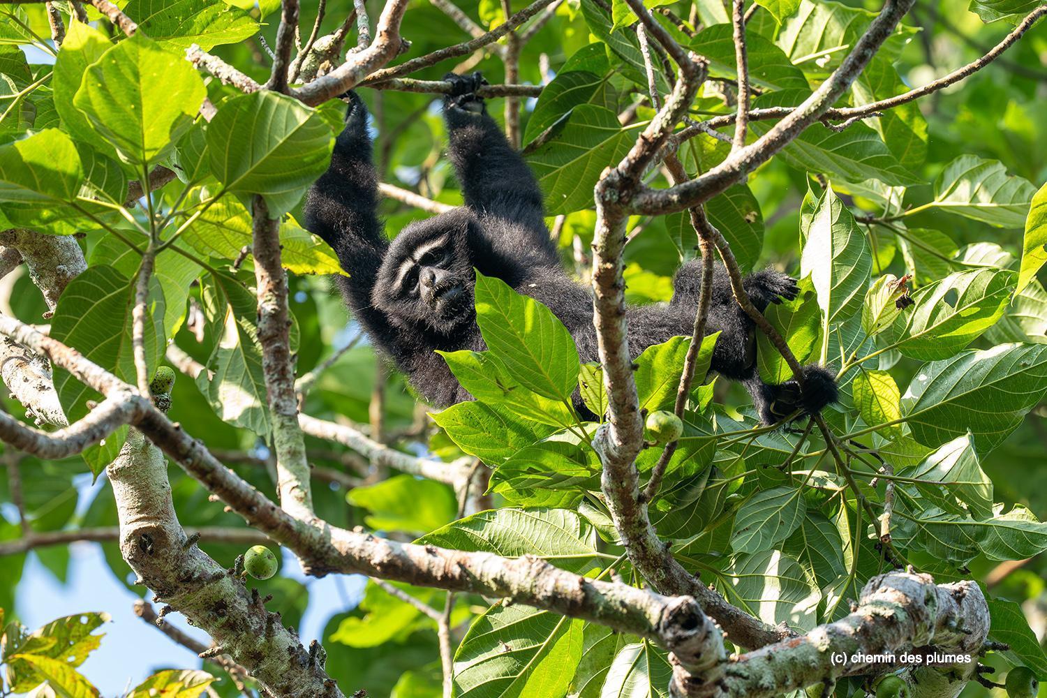 kaziranga gibbons site 2025 0093