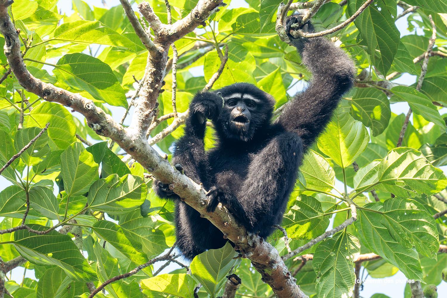 kaziranga gibbons site 2025 0094