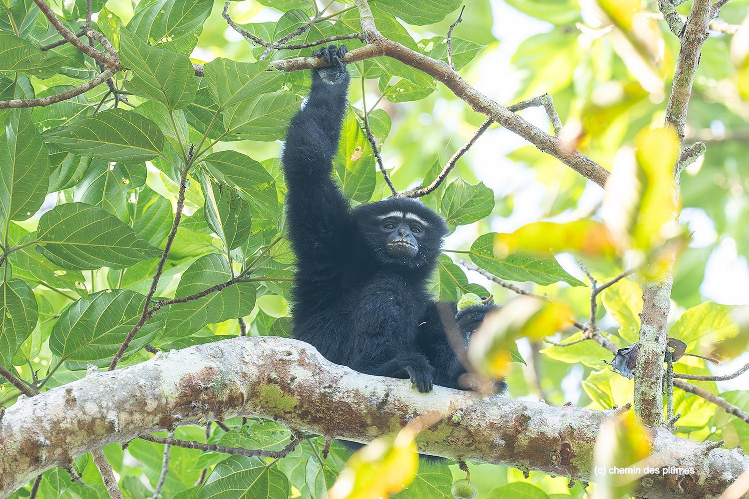 kaziranga gibbons site 2025 0095