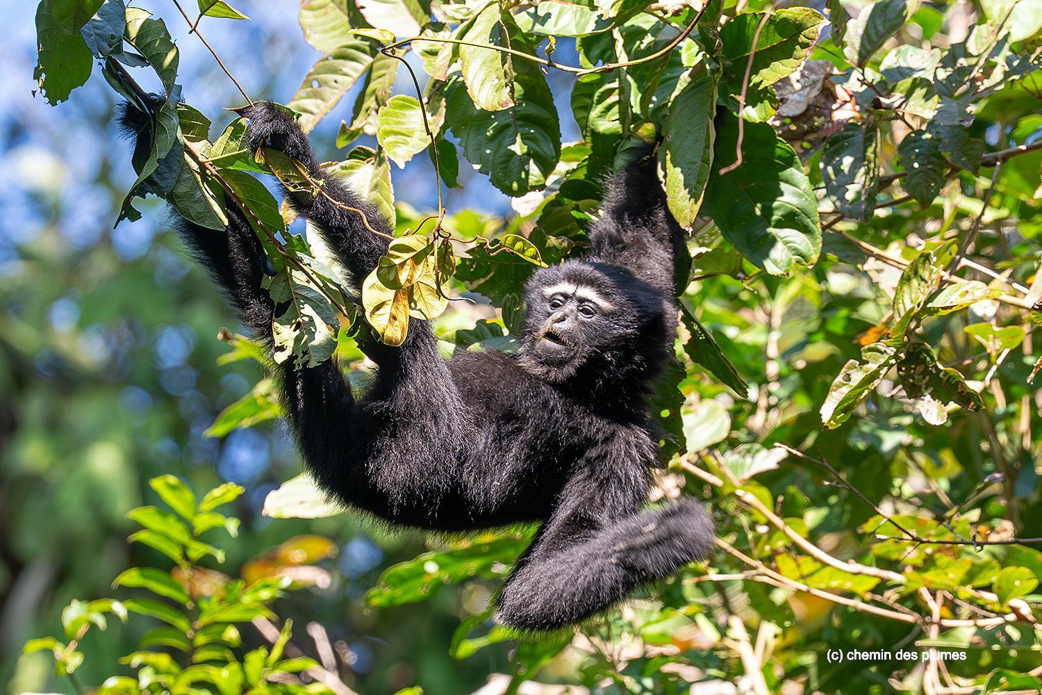 kaziranga gibbons site 2025 0096