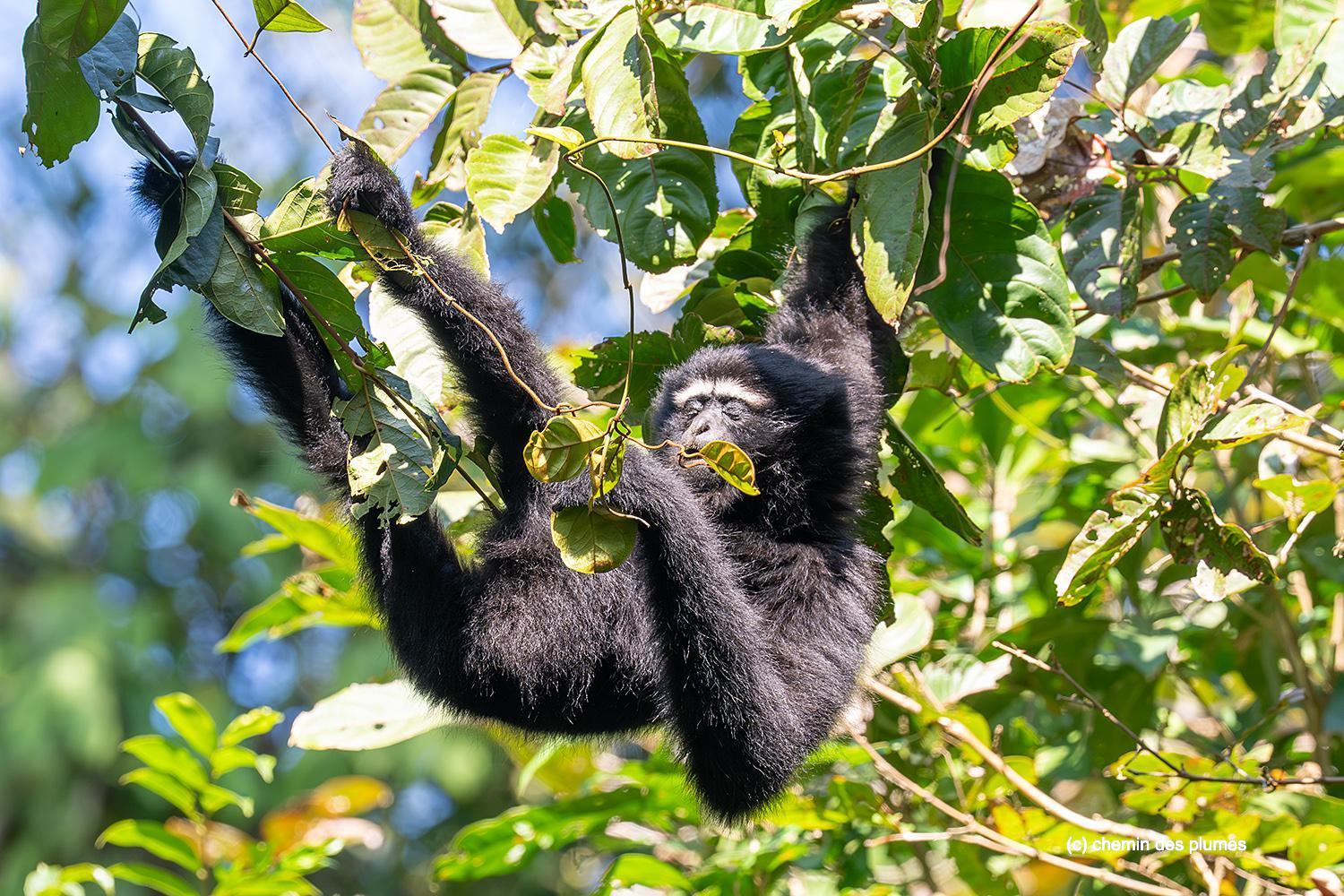 kaziranga gibbons site 2025 0097