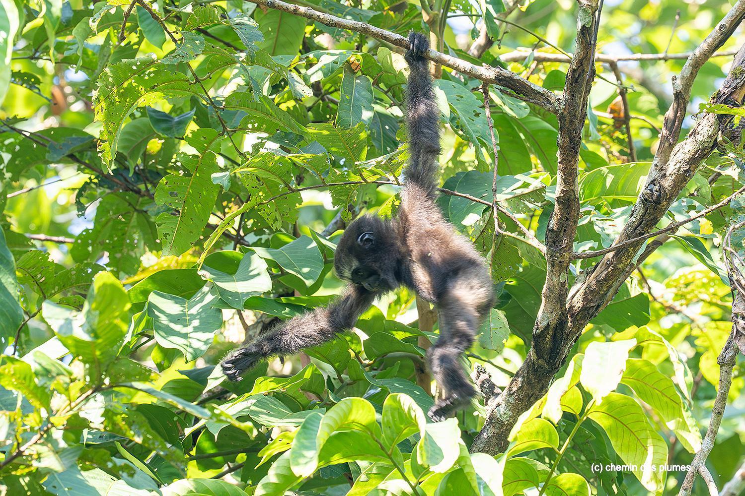 kaziranga gibbons site 2025 0098