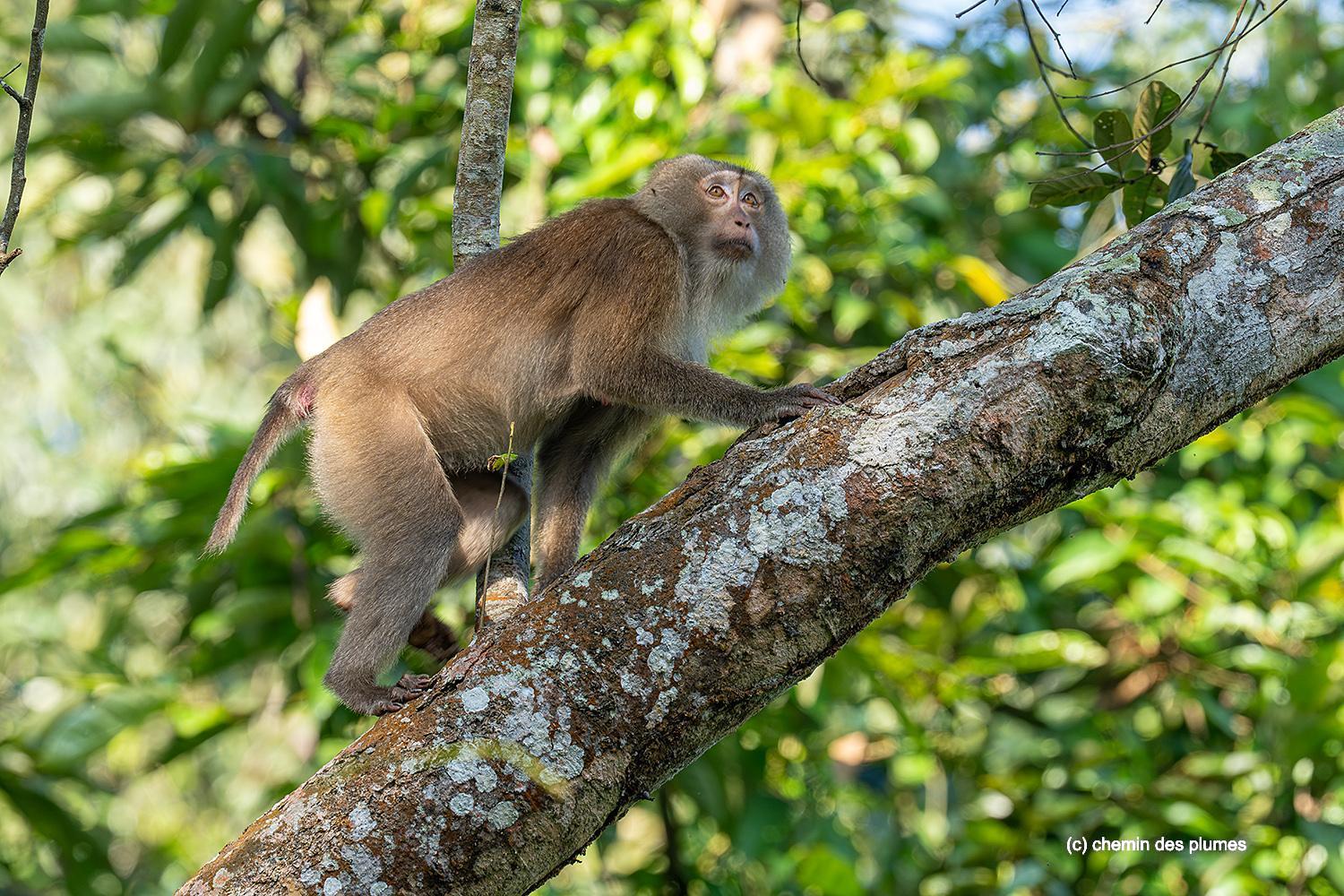 kaziranga gibbons site 2025 0099