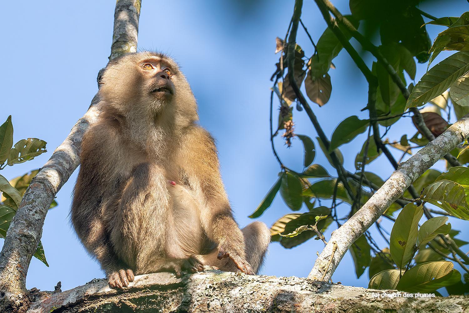 kaziranga gibbons site 2025 0100