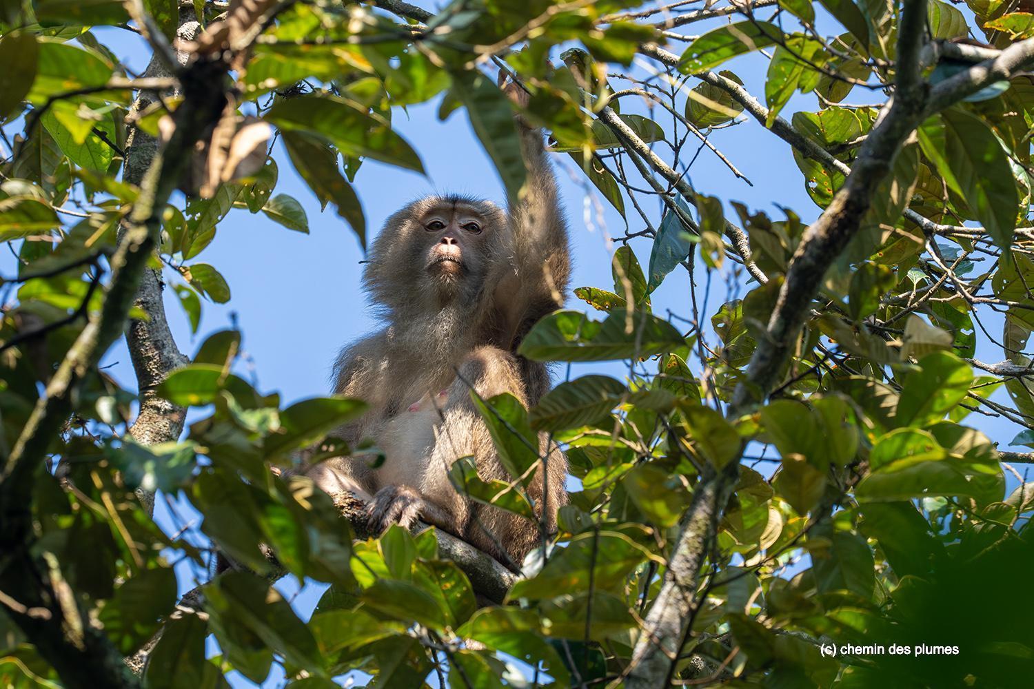 kaziranga gibbons site 2025 0101