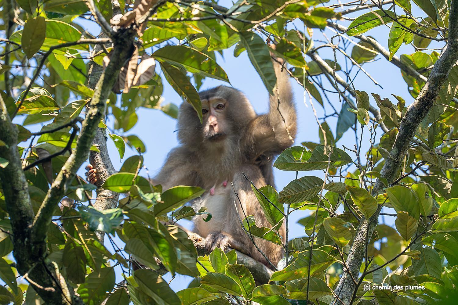 kaziranga gibbons site 2025 0102