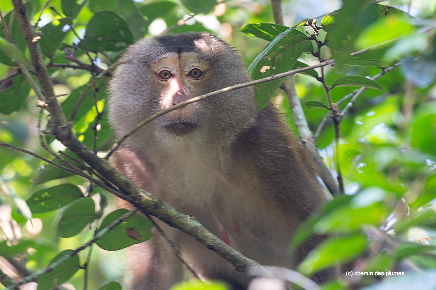 kaziranga gibbons site 2025 0103
