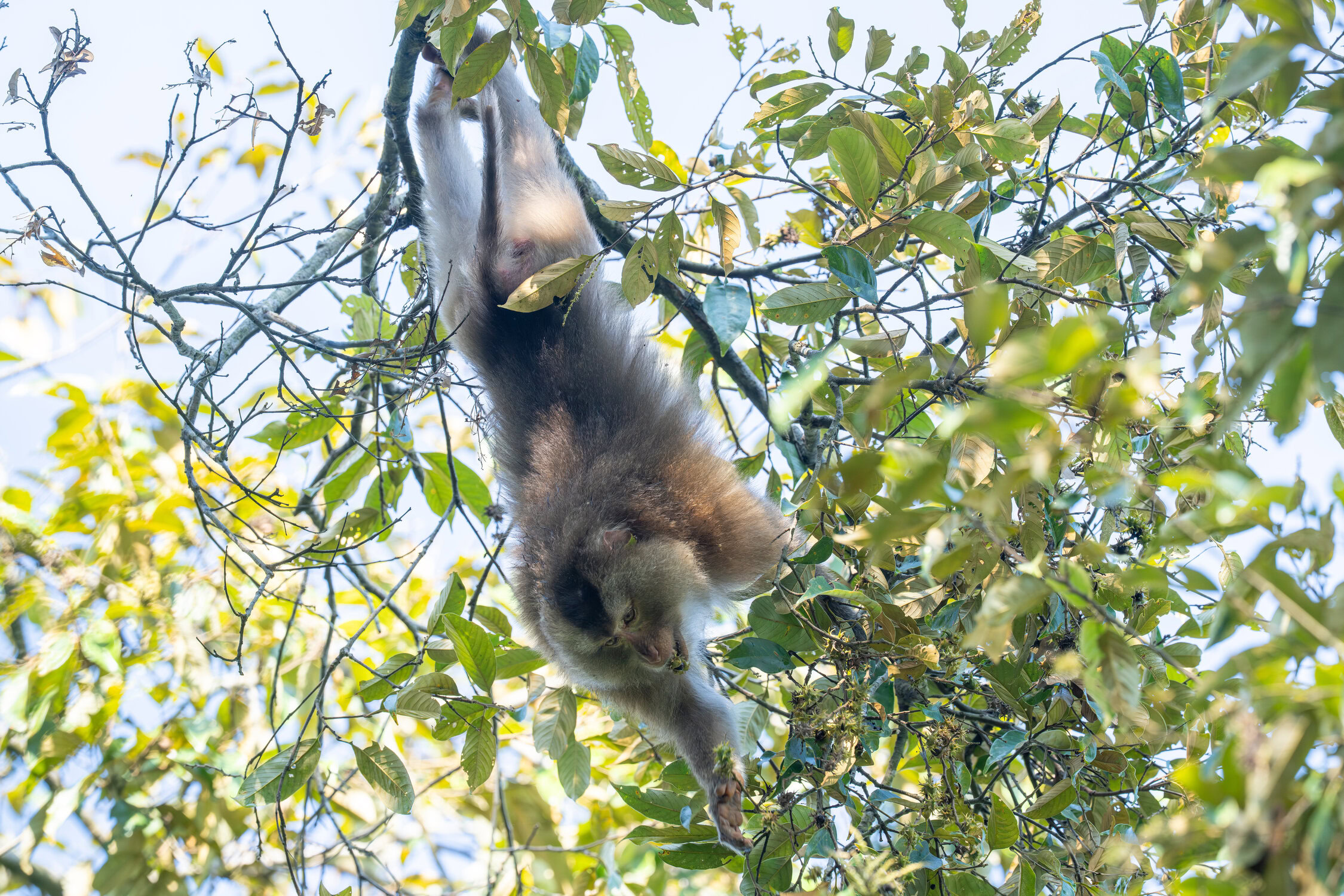kaziranga gibbons site 2025 0104