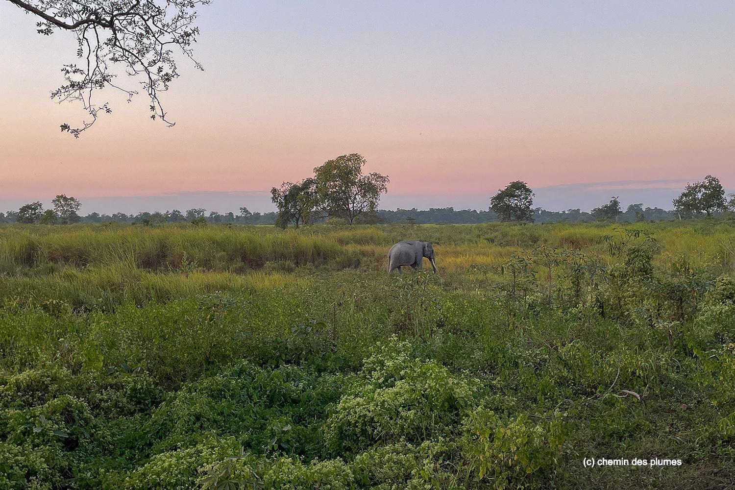 kaziranga gibbons site 2025 0108