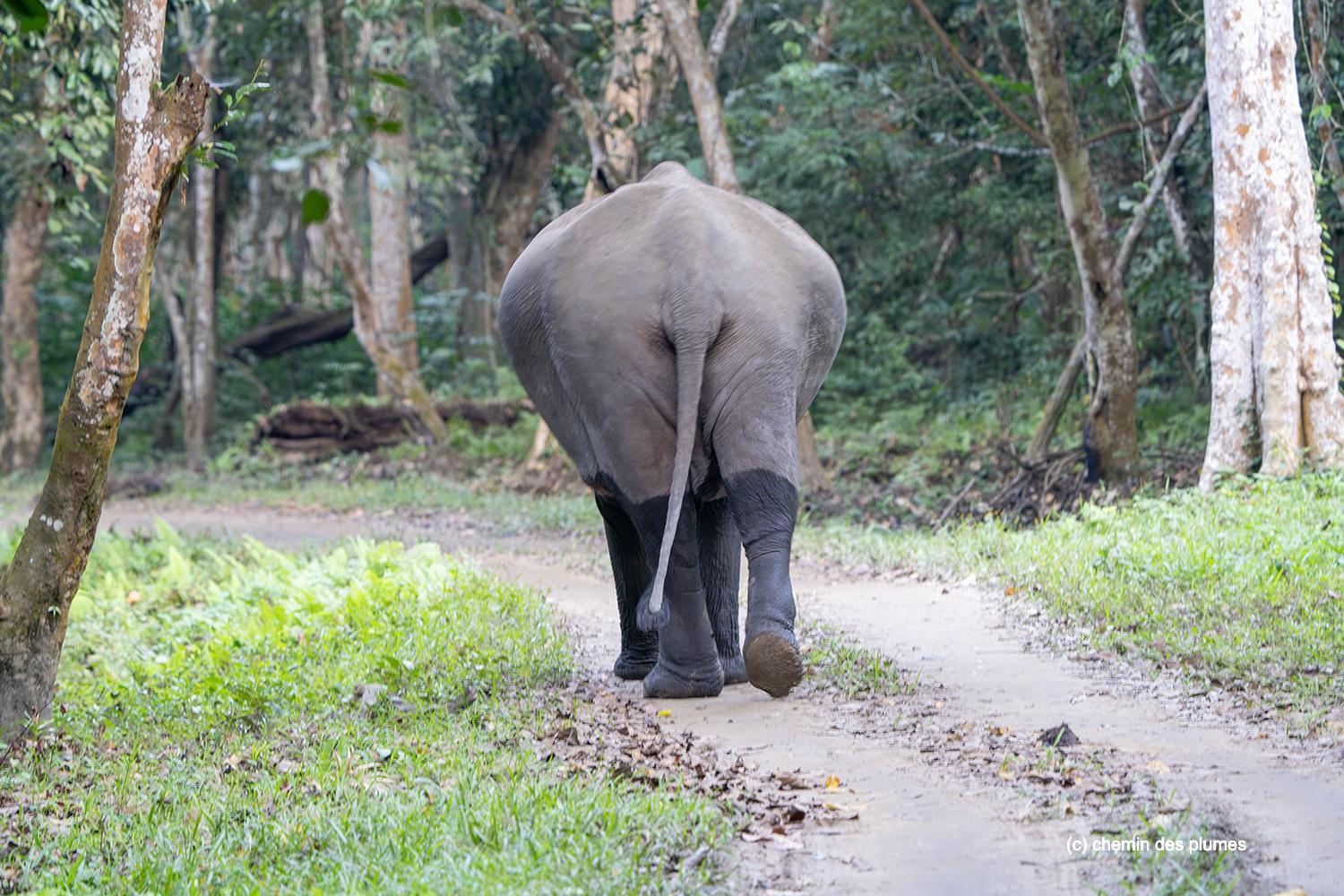 kaziranga gibbons site 2025 0109