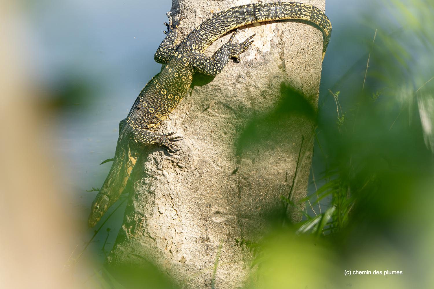 kaziranga gibbons site 2025 0084