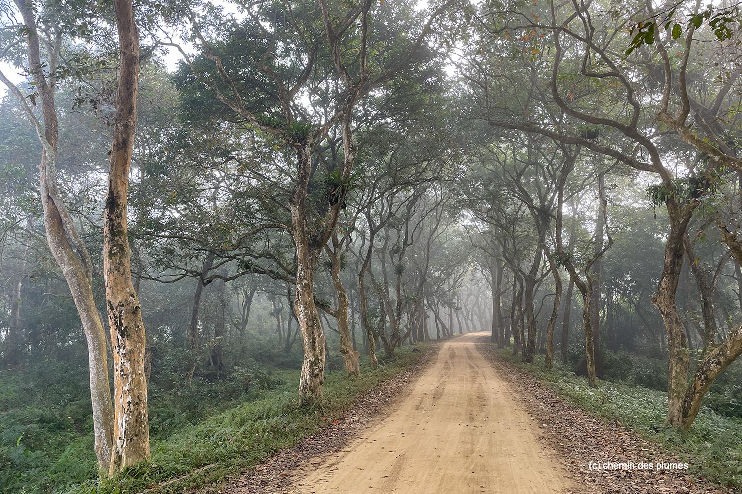 kaziranga gibbons site 2025 0106