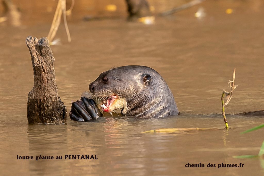 pantanal 2019298