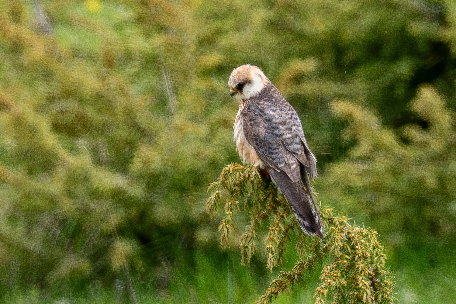 embrun 2026 0010