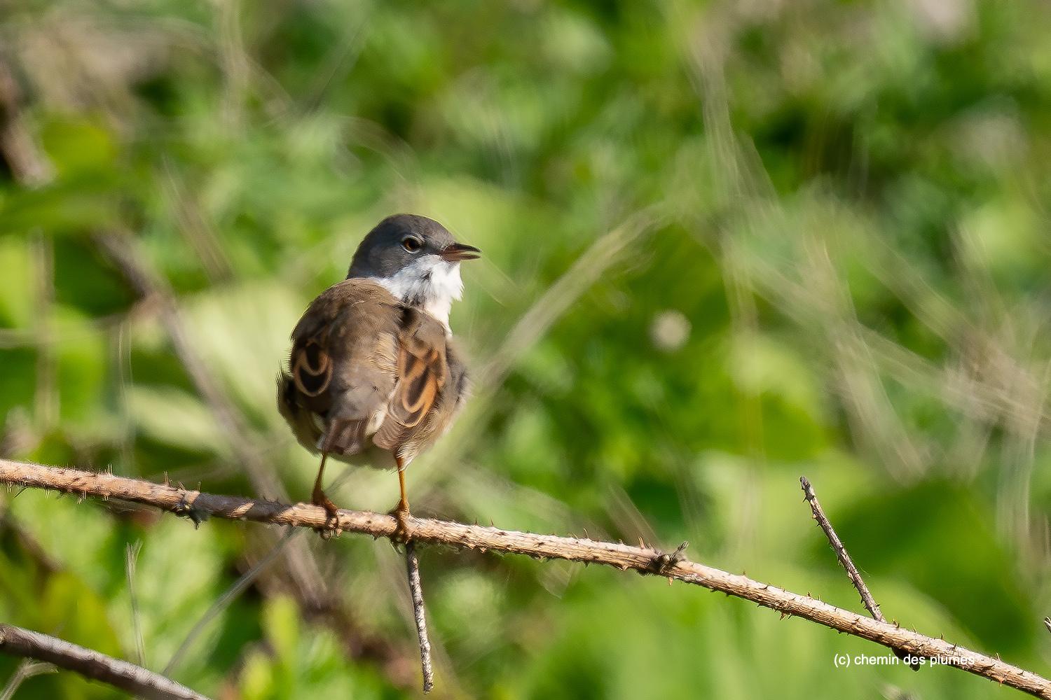 baie de s mai2026 0041