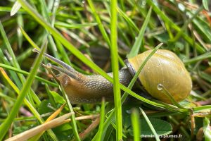 img 0955 copie