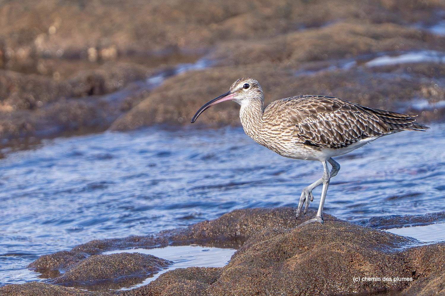 tÉnÉrife 20260043