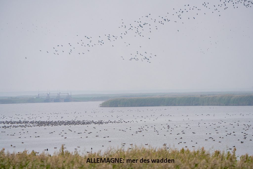 wadden 20262026 0060 copie