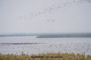 wadden 20262026 0060 copie